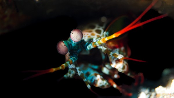 Mantis Shrimp 2 by Michael Brown